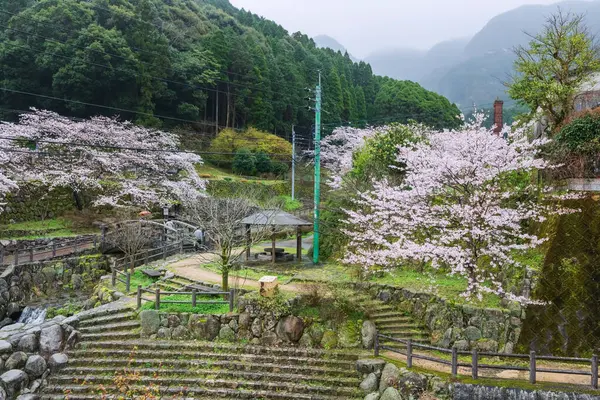 Okawachiyama Köyü 'nün parkında Imari, Saga, Japonya' nın ağır sisli kirazlı sakura çiçeği. Gizli çömlek fırınlarının köyü için ünlü bir seyahat merkezi..