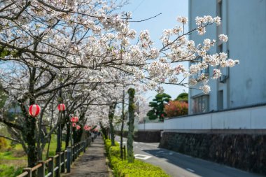 Baharda, Japonya 'nın Nagasaki şehrinde Shimabara kasabası boyunca kiraz ağacı tünelinde beyaz sakura çiçeği. Ariake Körfezi ve Unzen Dağı 'nın yanındaki ünlü seyahat yeri..
