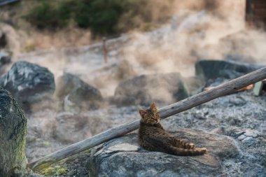 Jigoku Dağı 'ndaki kayalıklardaki kahverengi tekir kedisi ve günbatımında yoğun sülfür gazı buharlı sıcak pınarlar, Nagasaki, Kyushu, Japonya. Sıcak su, gaz ve buhar volkandan fışkırıyor..