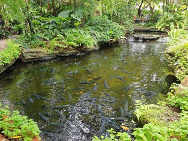 Mavi mahkahin balıkları, lüks bir kafenin ve restoranın güzel bahçesinde gölette yüzerler. Yeşillik ve atmosferde rahatla.