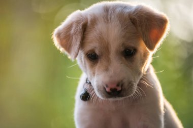 Bahçedeki şirin köpek yavrusunun portresi. Gün batımı yeşillik ışıklı ve metin için fotokopi alanı var. Sevimli hayvan rahatla ve bahçede temiz hava al..