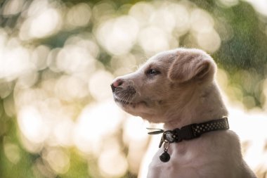 Bahar parkında gün batımında yağmur damlası ve yeşillik ışıklı şirin köpek portresi ve metin için fotokopi alanı. Sevimli hayvan rahatla ve bahçede temiz hava al..