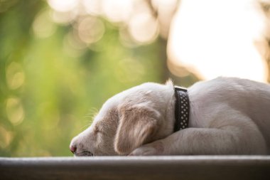 Yakından bakınca şirin köpek yavrusu ahşap zeminde uyur. Gün batımında yeşil ışık saçar. Parkta fotokopi için yer vardır. Sevimli hayvan dinleniyor ve bahçede dinleniyor..