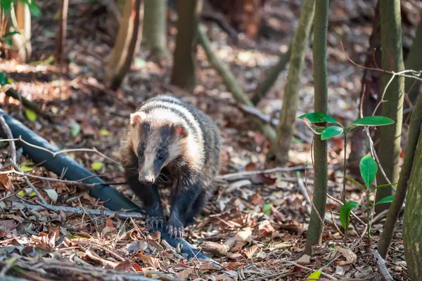 stock image Japanese badger or Meles anakuma wild animal in forest around Hell valley Jigoku at Mount Unzen onsen hot springs by Shimabara city, Nagasaki, Kyushu, Japan.