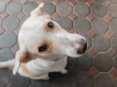 Kremalı köpeğin portresi kameraya yukarıdan bak. Fotoğrafa bakan sevimli bir hayvan..