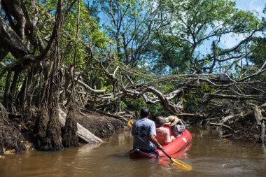 Kanodaki turistler, Tayland 'ın Phang nga kentindeki nehir boyunca yaşlı Banyan Ağacı Ormanı, kuş, yılan, Varanus enkazını görmek için Küçük Amazon veya Sang Nae Kanalı' nı ziyaret ederler. Doğada ünlü bir seyahat.
