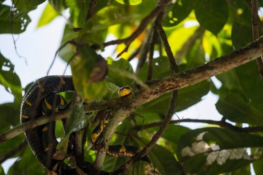 Küçük Amazon, Phang Nga 'da ağaçta mangrov ya da Boiga dendrophila yılanı var. Küçük amazon ya da Klong Sang Nae Kanalı 'ndaki ağaç dalında mangrov yılanı, Phang Nga, Tayland. Vahşi hayvan kameraya bak.