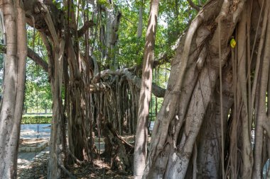 Phra Ram Ratchaniwet veya Ban Puen Sarayı 'ndaki parkta büyük banyan ağacı gövdesi. Ağaç kökleri, Phetchaburi, Tayland ile güzel manzara.