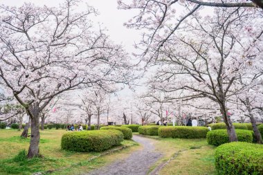 White sakura blossom of cherry tree tunnel with blur people hanami in garden at Asahigaoka park, Kashima, Saga, Japan. Famous travel destination for hanami in cherry tunnel tree in dinner. clipart