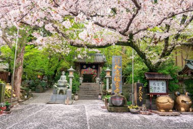 Ogori, Japan - April 4, 2024:frog statues with cherry blossom of sakura tree at Nyoirinji Temple. Here is famed for toad statue referred to as Kaeru dera, while the formal name is Seieizan Nyoirin-ji. clipart