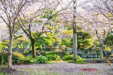 Mihashira Tapınağı, Yanagawa, Fukuoka, Kyushu, Japonya 'daki bahçede sakura ağacının beyaz kiraz çiçeği tüneli. Nehir boyunca gezmek ve gezmek için ünlü bir seyahat yeri..