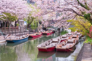 Suigo Nehri 'ndeki turist tekneleri ve Yanagawa Punting Kanko Kaihatsu, Fukuoka, Japonya' daki Mihashira Tapınağı 'na giden kiraz ağacı tüneli. Gezmek ve şehri gezmek için ünlü bir seyahat..