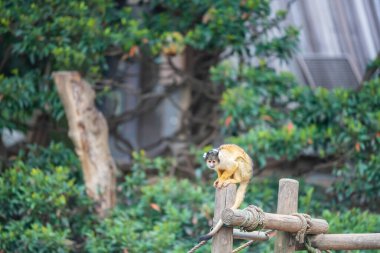 Bolivian black capped squirrel monkey or Saimiri Boliviensis on wooden log at Uminonakamichi Seaside Park, Fukuoka, Kyushu, Japan. clipart