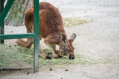 Kanguru, Uminonakamichi Park, Fukuoka, Kyushu, Japonya hayvanat bahçesinde ot yiyor..