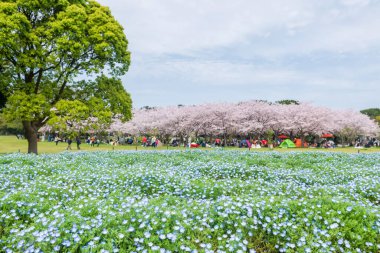 Nemophila, bulanık insanların tadını çıkardığı bebek mavisi çiçek ya da Japonya, Fukuoka 'daki Uminonakamichi Park' ında Hanami Sakura kiraz çiçeği. Eğlence parkına ya da mevsimlik bahçeye ünlü seyahat yerleri.