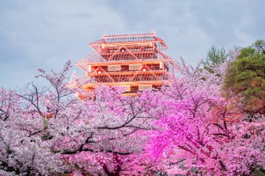 Sakura cherry blossom tunnel tree with colorful light up and Fukuoka Castle ruins Illusions at Maizuru park, Fukuoka, Japan. Famous travel destination to see Illumination castle and garden in spring. clipart