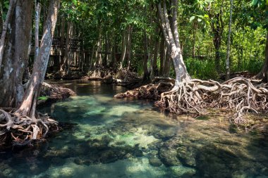 Mangrove Ormanı ve Tayland 'da Tha Pom Khlong Song Nam' ın yeşil bataklığı. Tayland 'ın güneyinde ya da Siyam' da idilik tropikal manzara. Meşhur seyahat yeri.