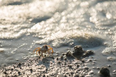 Bulanık deniz dalgalarıyla kumsalda yürüyen küçük yengeç gün batımında, Krabi, Tayland.