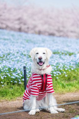 Portrait of adorable English Cream white golden retreiver in red suit in garden with baby blue eyes flowers,Nemophila and cherry sakura blossom at Uminonakamichi Seaside Park, Fukuoka, Kyushu, Japan. clipart