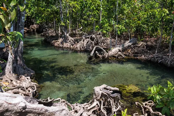 Tayland, Krabi 'deki Tha Pom Khlong Song Nam ormanları ve temiz gölet suyu. Tayland ya da Siyam 'ın güneyinde güzel bir tropikal manzara. Meşhur seyahat yeri.