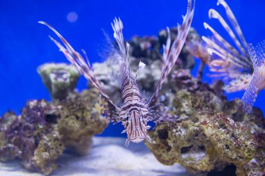 Aslan balığı akvaryumda mavi arka planda mercan resifi kaya ve kumda yüzer.