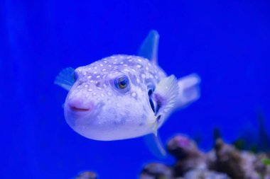 Kahverengi kirpi ya da gülen yüzlü köpek balığı mavi sularda yüzer qualle ve mercanlarla Japonya akvaryumunda yüzer.