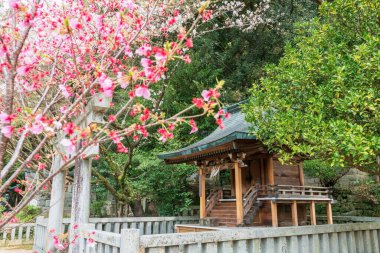 Japonya, Fukuoka 'daki Dazaifu Tenmangu Tapınağı' nda kiraz ağacından pembe sakura çiçeği olan küçük ahşap bir türbe. Meşhur seyahat yeri.