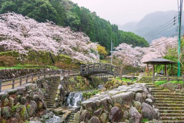 Okawachiyama Köyü Pembe kiraz çiçekli tünel, Imari, Saga, Japonya. Gizli çömlek fırınlarının köyü için ünlü bir seyahat merkezi..