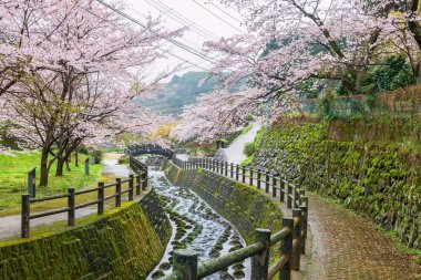 Japonya 'daki Imari, Saga' daki Okawachiyama köyü parkına giden şelale boyunca uzanan pembe kirazlı sakura tüneli. Gizli çömlek fırınlarının köyü için ünlü bir yer..