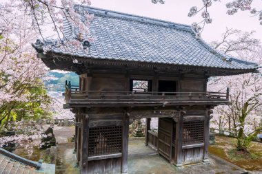 Yoshiura antik ahşap mabedi Izumi Shikibu Parkı, Kashima, Saga, Japonya 'da pembe kiraz ağacı tüneli ile çevrili. Özellikle de bahar mevsiminde..