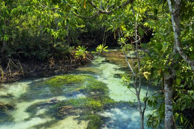 Mangrove Ormanı 'ndan Tha Pom Khlong Song Nam ve Tayland, Krabi' deki yeşil bitki. Tayland 'ın güneyinde ya da Siyam' da idilik tropikal manzara. Meşhur seyahat yeri.