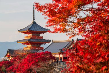 Kyoto, Japonya 'da günbatımında kırmızı akçaağaç sonbahar yapraklı Kiyomizudera tapınağı. Tapınak canlı kırmızı ve turuncu pagoda berrak bir gökyüzüne karşı duruyor, rengarenk sonbahar yaprakları manzarayı güzelleştiriyor..