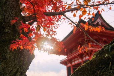 Kyoto, Japonya 'da sonbaharda Kiyomizudera tapınağında kırmızı akçaağaç yaprakları güneş ışığına karşı düşer. Canlı turuncu pagoda berrak bir gökyüzüne karşı duruyor, rengarenk yapraklar manzarayı güzelleştiriyor..