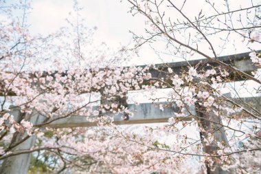 Homangu Kamado Dağı 'ndaki Büyük Torii Kapısı' nda kiraz ağacının beyaz sakura çiçeği tüneli. Homan, Dazaifu, Fukuoka, Japonya. Kimetsu no Yaiba için bir tapınak, İblis Avcısı..