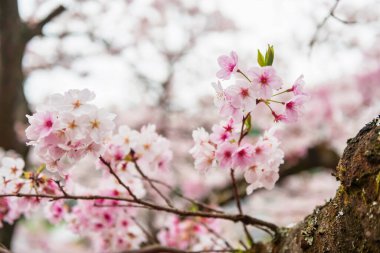 Pink sakura blooming of cherry tree with copy space for background text in springtime at Kashima, Saga, Kyushu, Japan. clipart