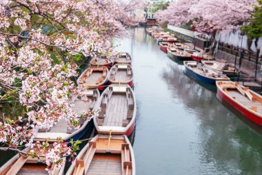 Pink cherry sakura blossom tunnel and blur wooden tourist boat at dock along Suigo river at Yanagawa Punting Kanko Kaihatsu, Fukuoka, Japan. Famous travel to cruising and sightseeing town. clipart