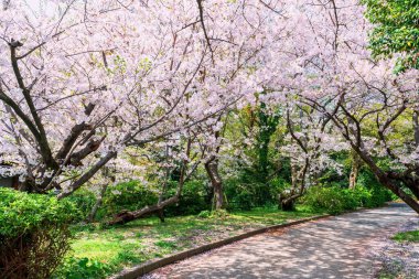 Japonya, Fukuoka 'daki Nishi Park' ta pembe kiraz çiçeği ağacı tüneli. İşte Japonya 'nın en iyi 100 kiraz sakurasından biri..