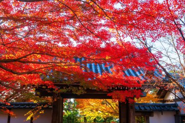 Gündoğumunda güzel renkli yaprakları olan giriş kapısı, Ryoanji Tapınağı Parkı, Kyoto, Japonya. Sonbahar mevsiminde Zen Sanat Bahçesi 'nin ünlü seyahat yeri.