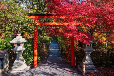 Japonya, Kyoto 'daki Ryoanji Tapınağı bahçesinde kırmızı akçaağaç yapraklarının yanındaki Torii kapısı. Sonbahar mevsiminde Zen sanat parkının ünlü seyahat yeri.