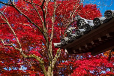 Jojakkoji Tapınağı, Arashiyama, Kyoto, Japonya 'da güzel sonbahar yeşillikleri olan çatıda şeytan ve aslan heykeli dekoru. Sonbahar mevsiminde Kyoto 'nun batısındaki ünlü seyahat merkezi..