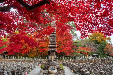 Sonbaharda, Arashiyama, Kyoto, Japonya 'daki Adashino Nenbutsuji Tapınağı' ndaki renkli akçaağaç yapraklarının yanındaki mezarlıkta taş tapınağı. Sonbahar mevsiminde Kansai 'nin turist gezisi için ünlü bir tatil yeri..