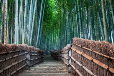 Adashino Nenbutsuji Tapınağı, Arashiyama, Kyoto, Japonya 'nın yeşil bambu koruluğunun yokuş yukarı yolu. Sonbahar mevsiminde Kansai 'nin turist gezisi için ünlü bir tatil yeri..