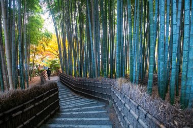 İnsan, sonbahar yaprağı Adashino Nenbutsuji Tapınağı, Arashiyama, Kyoto, Japonya 'da yokuş aşağı yürür. Sonbahar mevsiminde Kansai 'nin turist gezisi için ünlü bir tatil yeri..