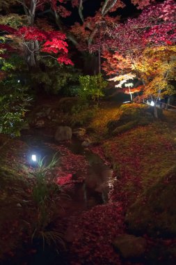 Falling red maple leaves on pond with autumn night illumination, Hogonin temple garden, Arashiyama, Kyoto, Japan. Travel destination for tourist sightseeing of Kansai in fall. clipart