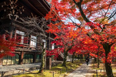 Turistler sonbahar parkında Shinnyodo Tapınağı, Kyoto, Japonya 'nın renkli akçaağaç yapraklarıyla yürürler. Sonbahar mevsiminde Kansai 'yi gezmek için ünlü bir tatil beldesi..