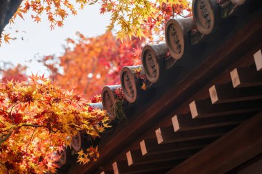 Sonbaharda Eikan-do tapınağının çatısından renkli akçaağaç yaprakları, Kyoto, Japonya. Sonbahar mevsiminde Kansai 'yi gezmek için ünlü bir tatil beldesi..
