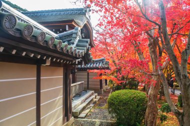 Eikando ya da Eikan-do Zenrinji tapınağı. Renkli sonbahar yeşillik bahçesi, Kyoto, Japonya. Sonbahar mevsiminde Kansai 'yi turist gezisi için ünlü bir tatil beldesi..