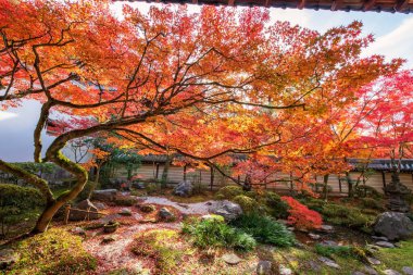 Japonya, Kyoto 'daki Eikando ya da Eikan-do Zenrinji Tapınağı bahçesinde renkli yaprakları olan güzel akçaağaç güneş ışığına dokunuyor. Sonbahar mevsiminde Kansai 'yi gezmek için ünlü bir tatil beldesi..