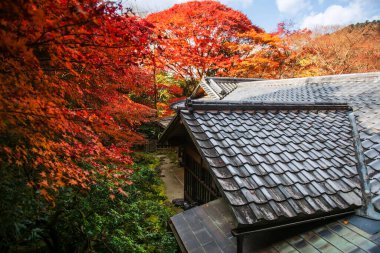 Kırmızı akçaağaç yapraklarıyla çevrili Rurikoin Tapınağı 'nın üst manzarası, Kyoto, Japonya. Sonbahar sezonunda Kansai 'yi gezmek için ünlü bir tatil beldesi..