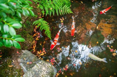 Sazan ya da Koi balığı Japonya 'nın Kyoto kentindeki Rurikoin Tapınağı bahçesinden düşen akçaağaç yapraklarıyla gölette yüzerler. Sonbahar sezonunda Kansai 'yi gezmek için ünlü bir tatil beldesi..